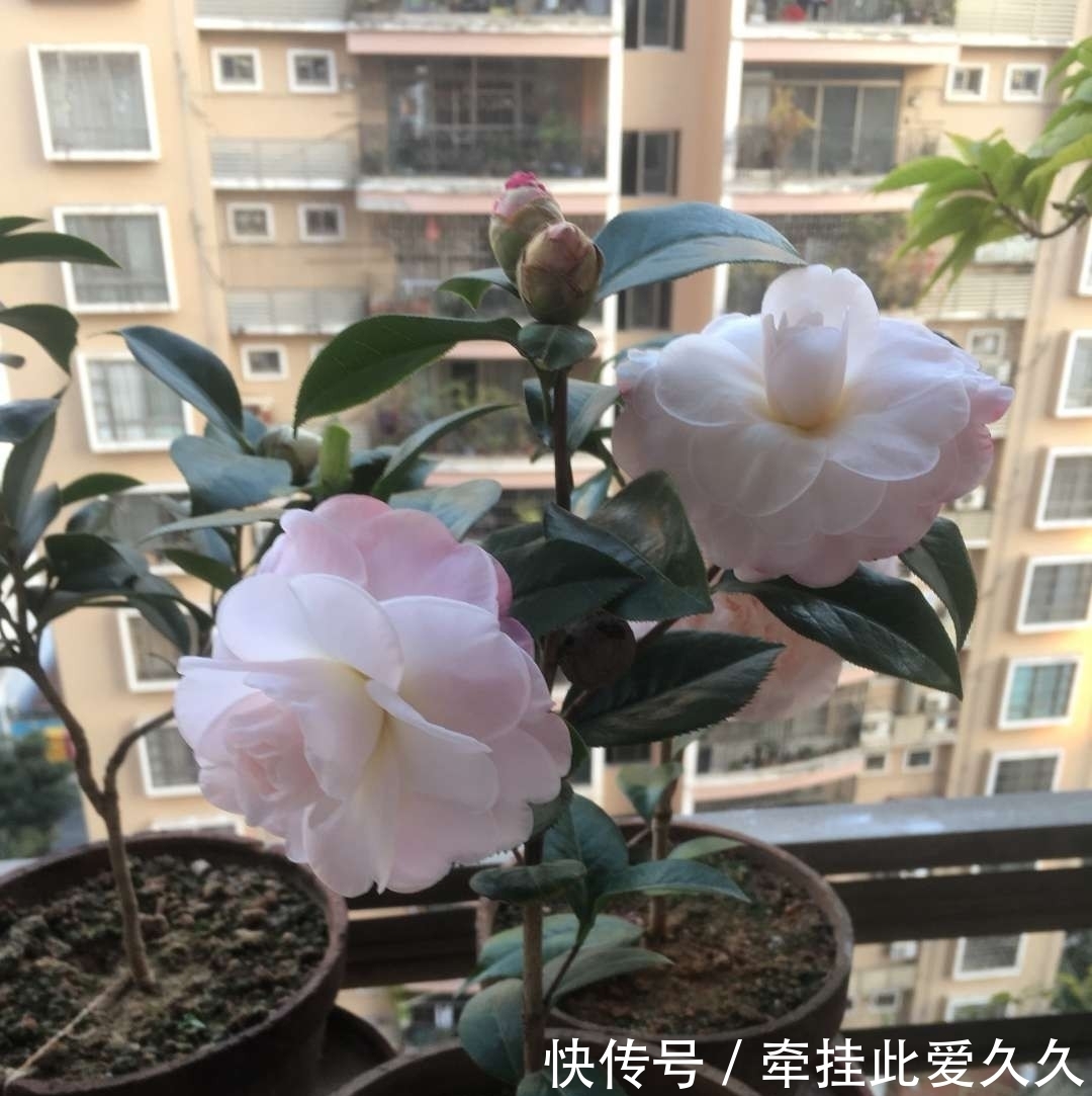 土壤|这三种花，生来就是“醋坛子”，每月喝一口，枝繁叶茂，花开不断