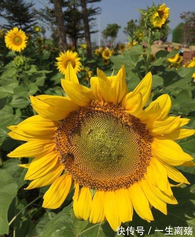 牵牛花|农历九月十二寒露后，养什么花？以下3种花，享受生活满心欢喜