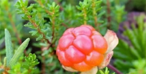 聪明女性爱吃3种食物，清热解毒、排毒衰老，早吃早受益！