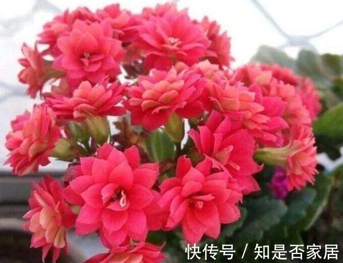 花卉|从9月15日开始,家养此款花卉,好养又漂亮,香味十足
