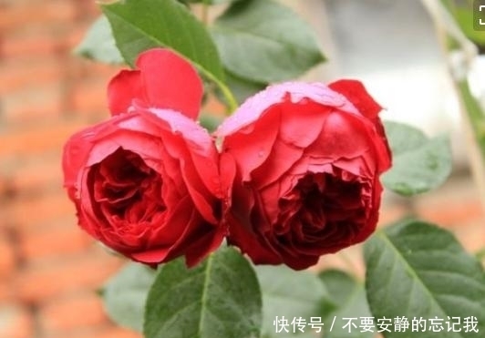 香水|这种花比香水还好闻,花色艳丽,花型极大,抗病性强,是盆栽佳品