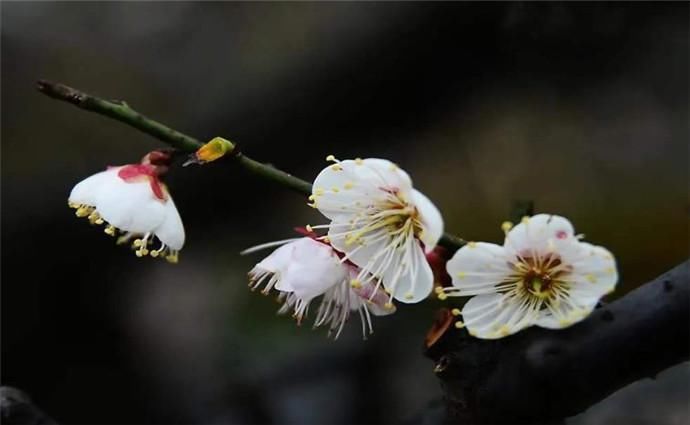  花落|王国维感人的梅花情词，郎似梅花侬似叶，不说花落早，只说叶生迟