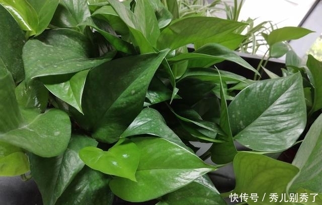 老婆在花盆里埋点它，黄叶情况好转了，而且叶子长得又大又绿
