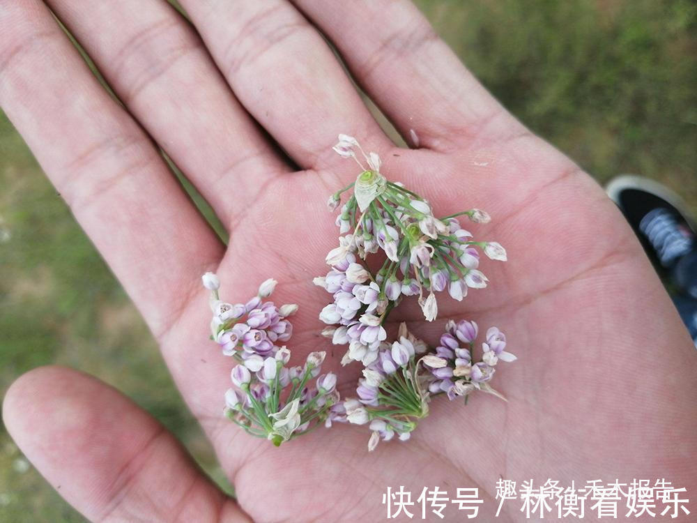 细叶韭|它被视为野菜中的“奢侈品”,吃花不吃叶,晒干160元一斤