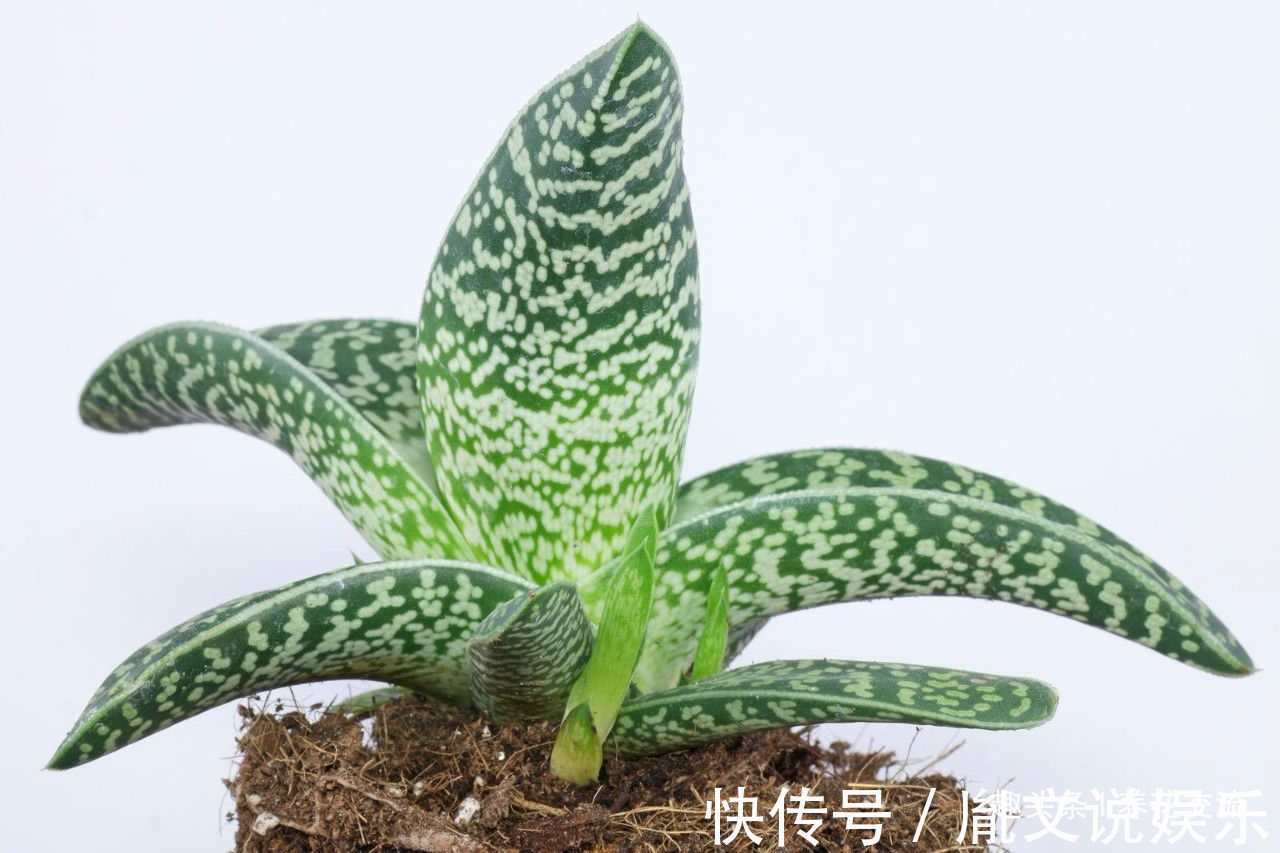 这种芦荟容易开花，叶子有蛇皮般的纹理，耐旱耐阴，为啥还能养死