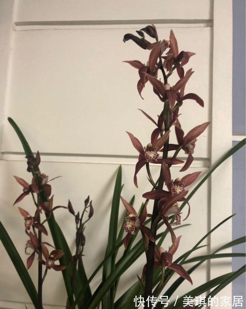 5种“富贵花”，客厅养一盆，贵气又吉利，有钱人家都爱养