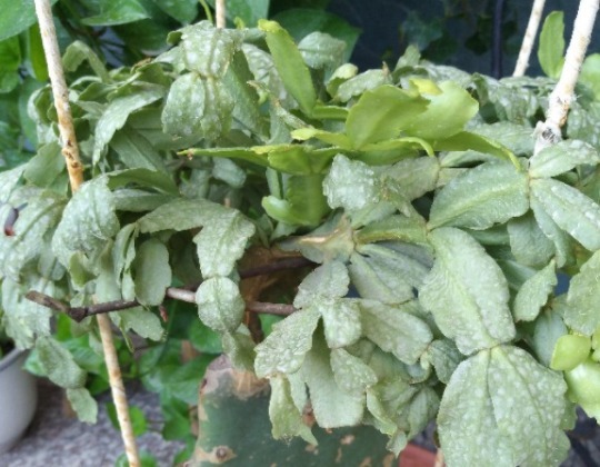 养护蟹爪兰,避开4个养护“弊端”,茎片肥、根系壮,来年开花多