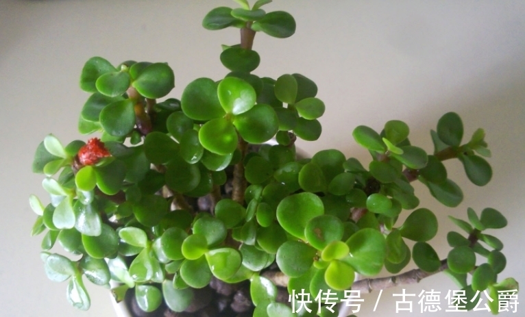 多注意这5点,金枝玉叶养成老桩,操作简单、成功率高