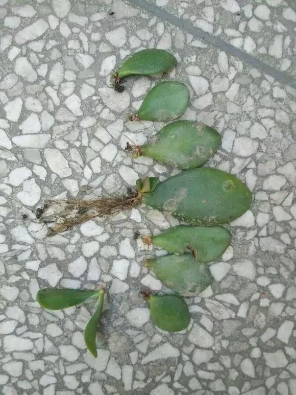 夏天这8种花不用买，叶子丢进花盆里，嗖嗖长白根