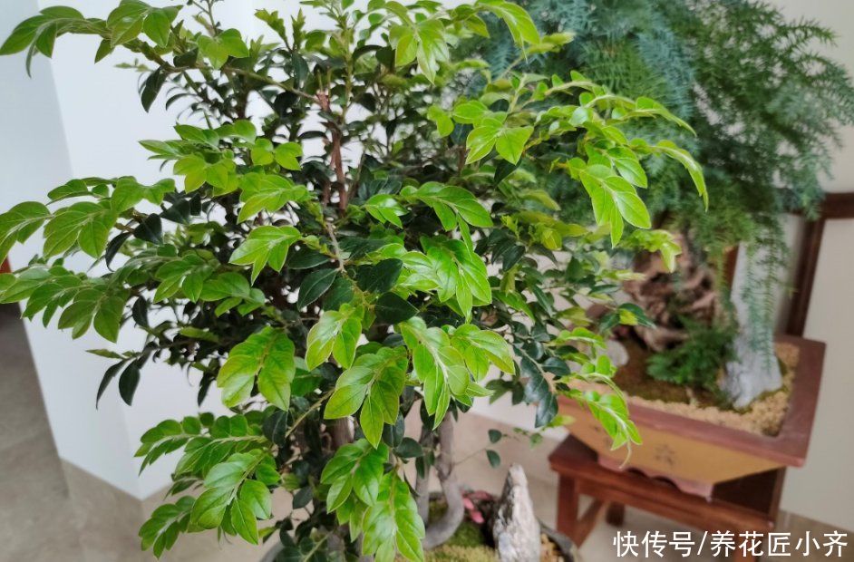 养花最“坑人”的妙招,老花匠都不敢用,养花新手千万别尝试