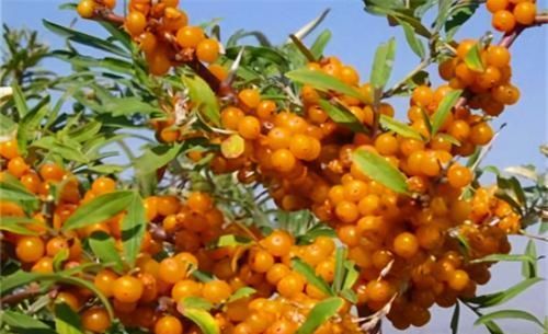 人到中年想长寿，坚持吃3种食物，排毒养颜、滋润皮肤，好处多多