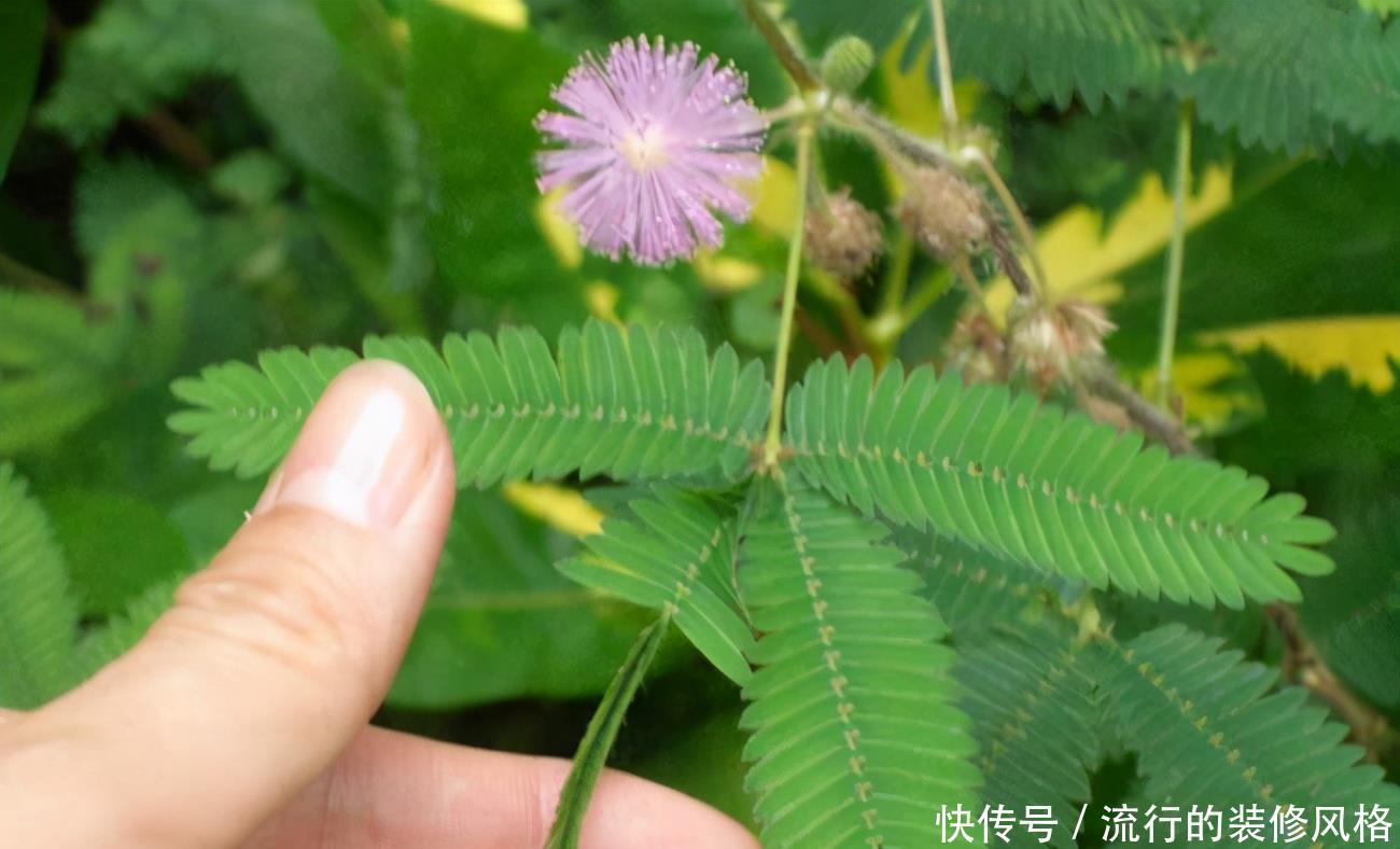 民间七大毒花,别让这些花毁了你的健康