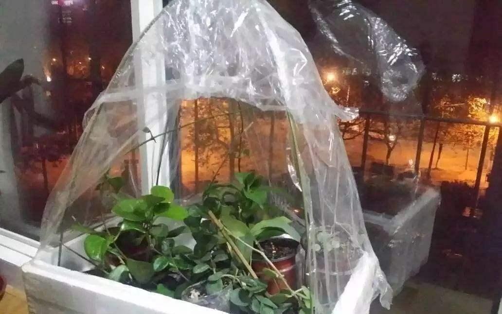 分享2个冬天扦插的小方法,10种花现在扦插正当时,生根快又壮