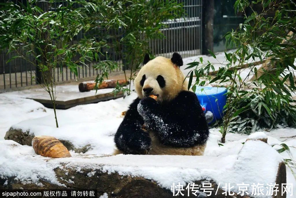 一夜之间|来啦！多图带你看紫禁城瑞雪，还有卖萌的熊猫、嬉戏的老虎~