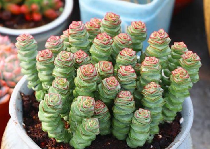 总爱给花浇水那就养这4种花,不怕浇,还越浇越旺