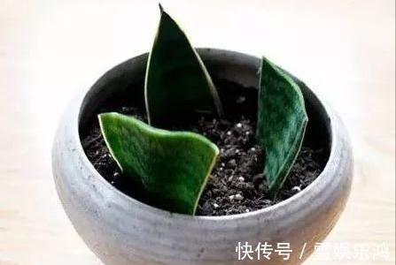 4种“吉利花”,被水浇死了不要扔,简单处理又能长满盆