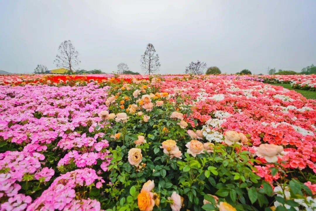 花坛|松江这座大花坛，空中俯瞰更壮观！