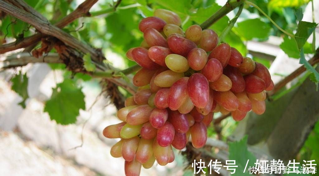 提子|怀孕后,有三种水果不管多贵,丈夫也应该愿意给怀孕的母亲买,这对宝宝的发育有好处