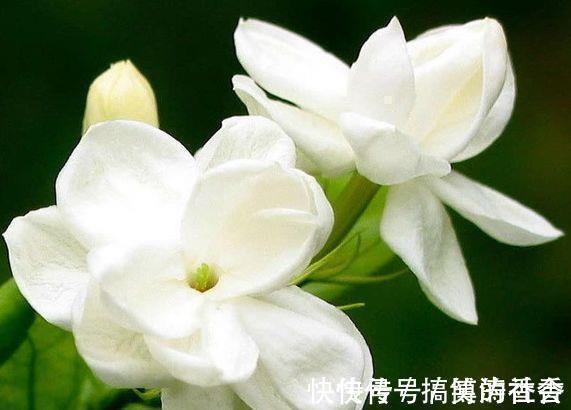 仙客来|5种花适合养在客厅,花朵大颜色艳,一年四季开花不断