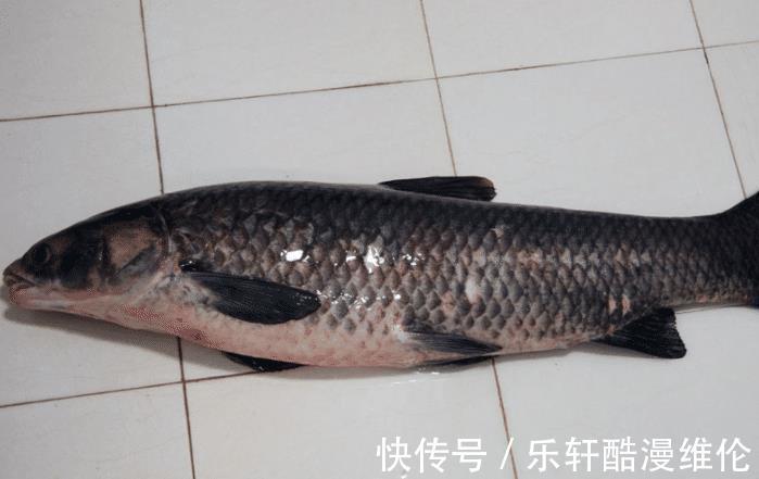 居家分享啤酒鱼的好吃做法,肉嫩味美,鲜辣爽口,吃一次念念不忘