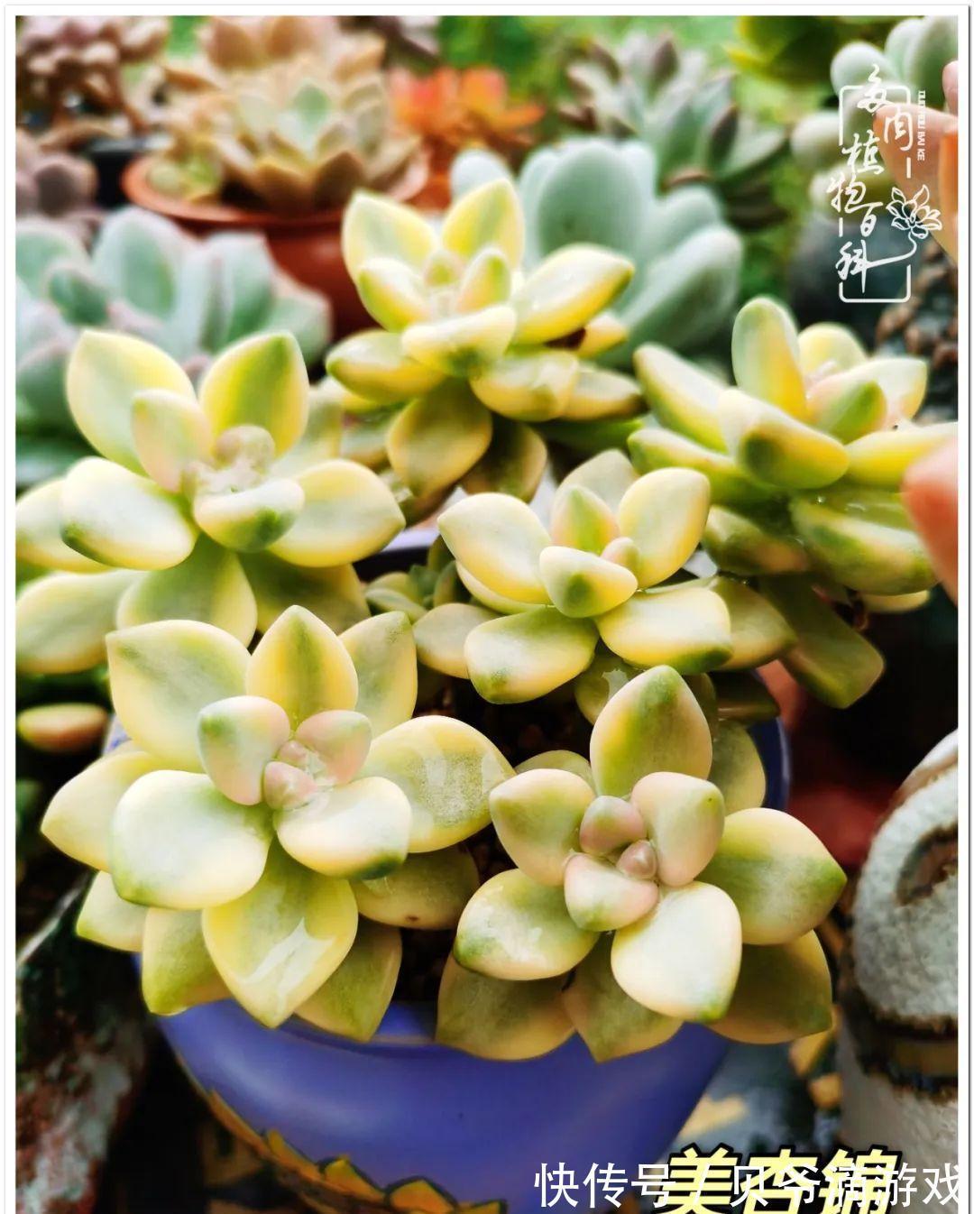 养多肉是喜欢,顺其自然是心境!