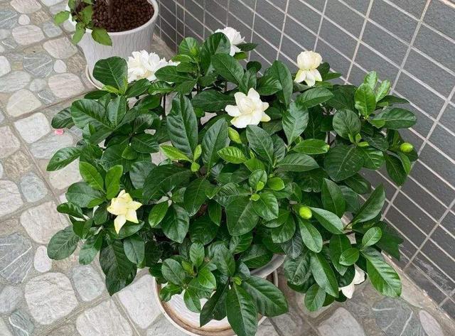 7种漂亮花,都是“醋罐子”,每月喝一碗,黄叶消失,花满枝头