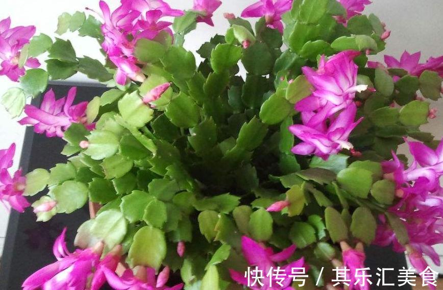 蟹爪兰叶片发黄,都是4个方面造成的,此样预防黄叶很有效