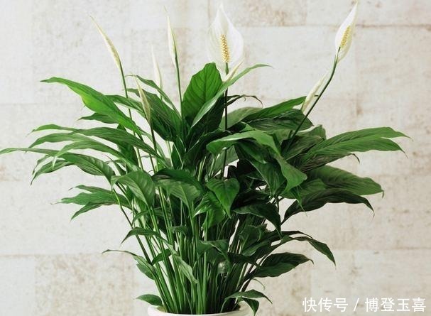 养白掌,避开2个“软肋”,从不蔫软,叶子绿悠悠,花儿白皙美艳