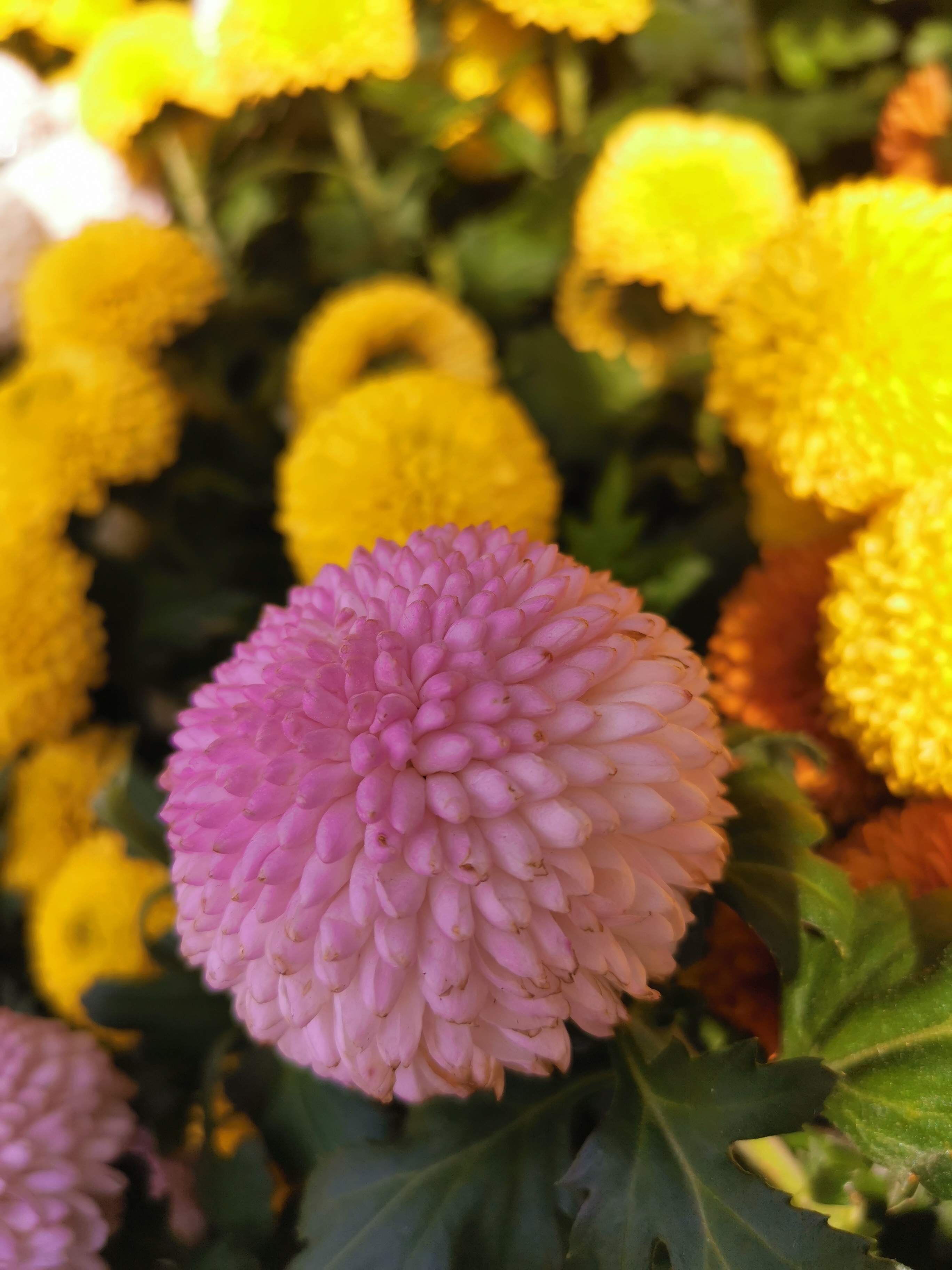 真爱|2022年上半年,收获真爱,六六大顺,和好运最有缘的3大生肖