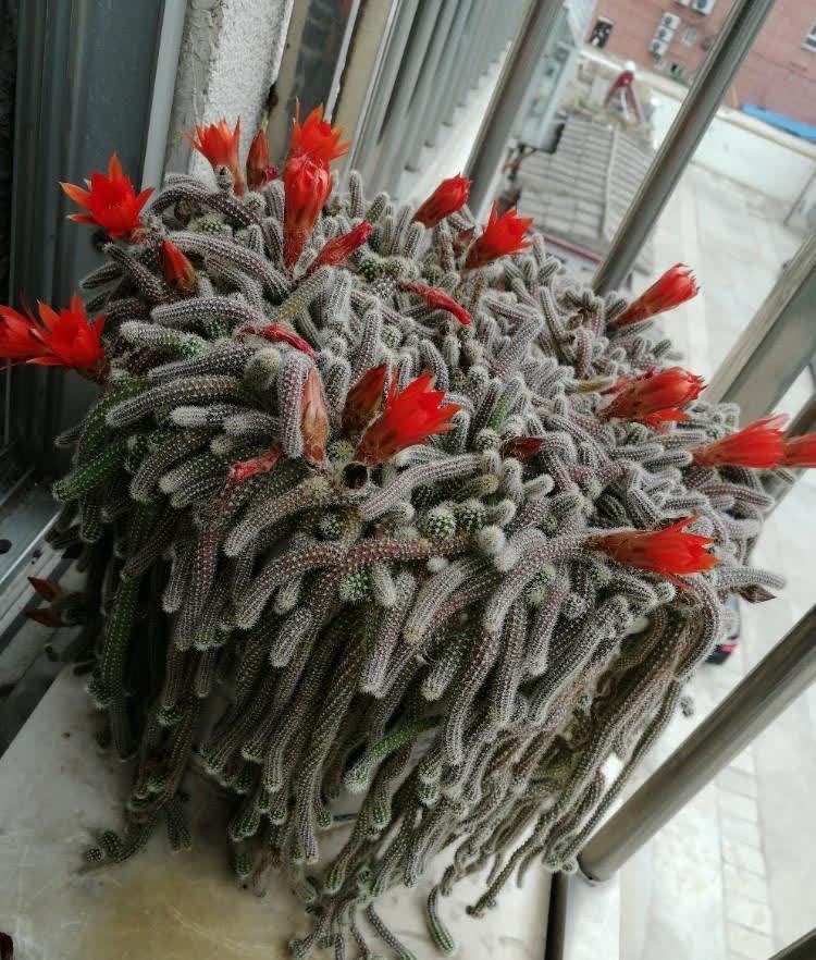 白檀怎么养?做好几点,每年都开出火红火红的花