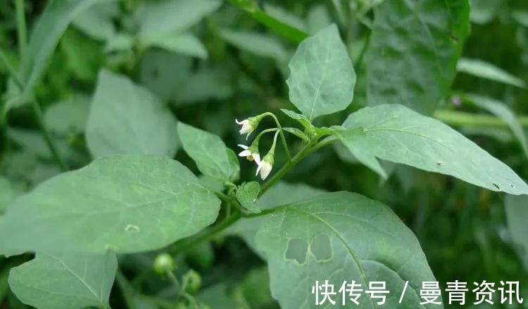 药用|农村一种“野草”以前农民见到就拔除,殊不知是一味名贵中药材!