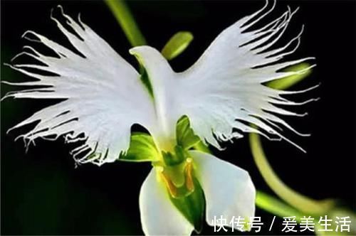 喜马拉雅山发现的价值1500万的兰花？这兰花凭什么这么贵？