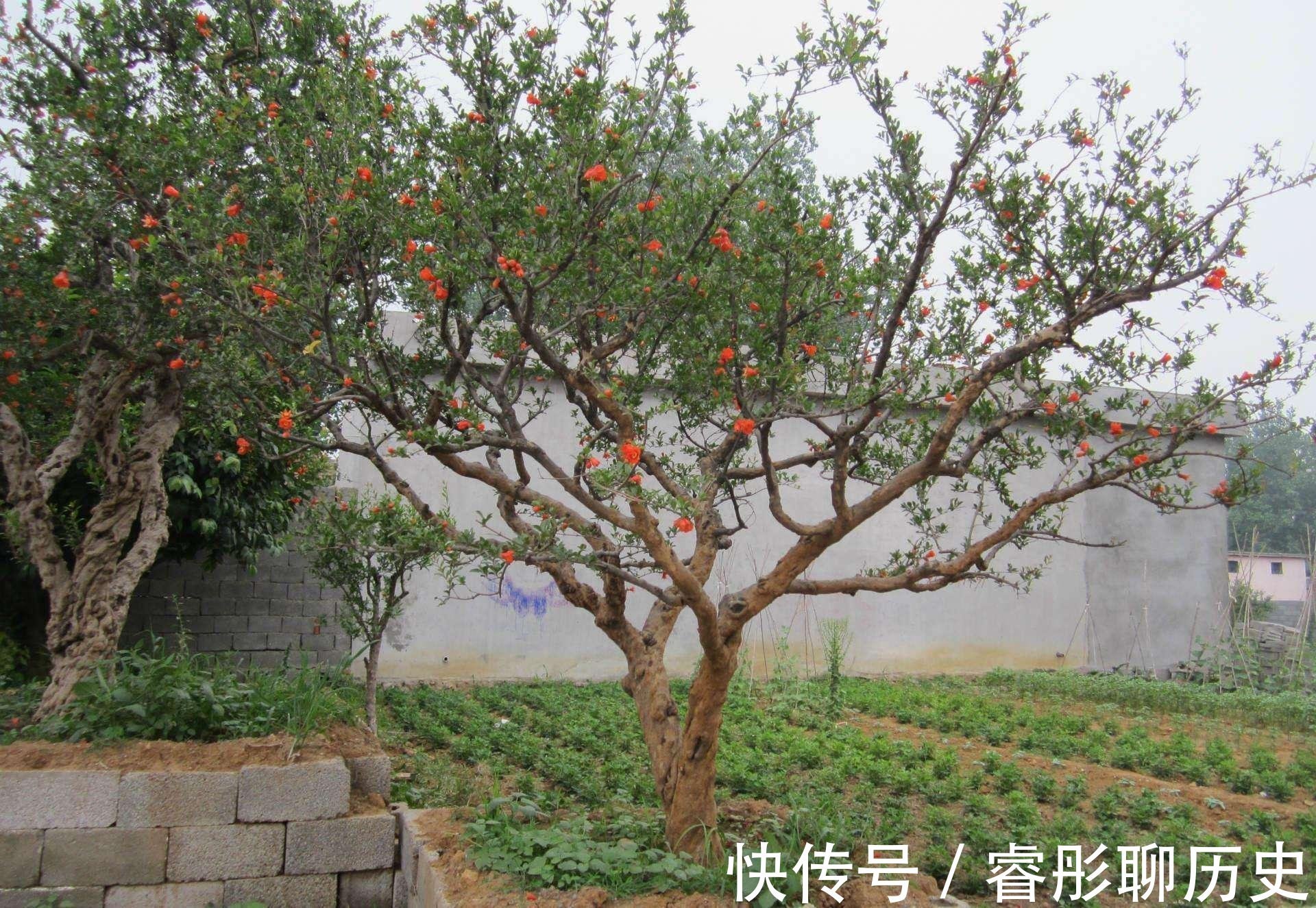 家里种树有讲究,4种吉祥树,庭院种一棵,多子多福又吉利