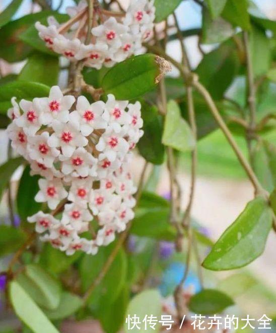 适合庭院养的4种花,颜值高,开花多,花香四溢