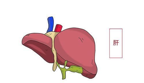 预防脂肪肝|养肝就是养命，肝的“救星”来了，经常吃点，肝血充足，肝气更顺