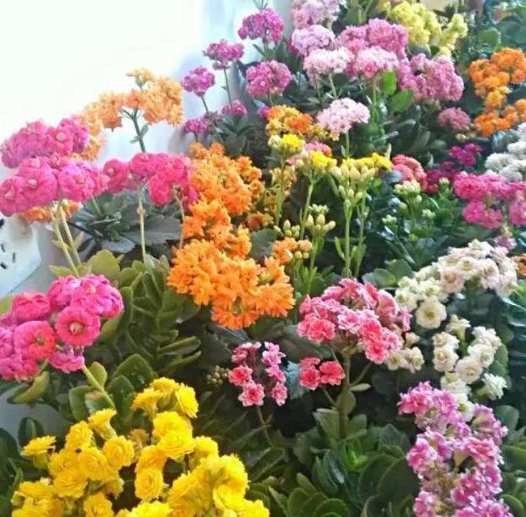 “4种花”养家里,开花不断,花美色艳,花儿轻松开爆盆