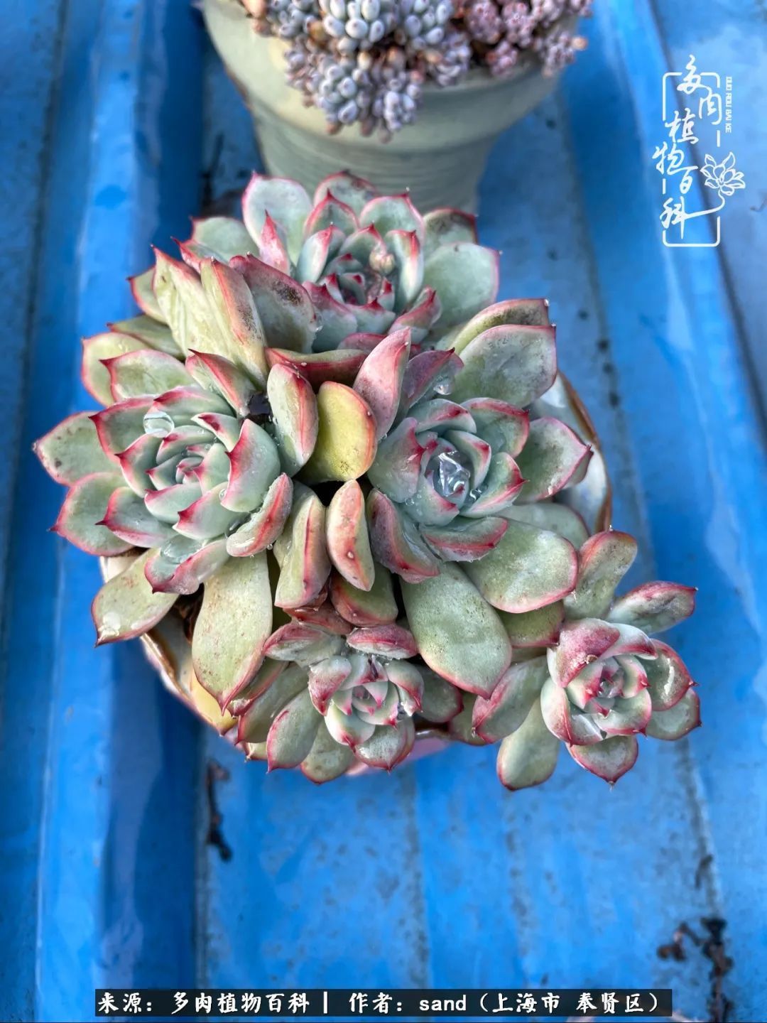 带着200多盆多肉，三个月搬两次家，是一种怎样的体验