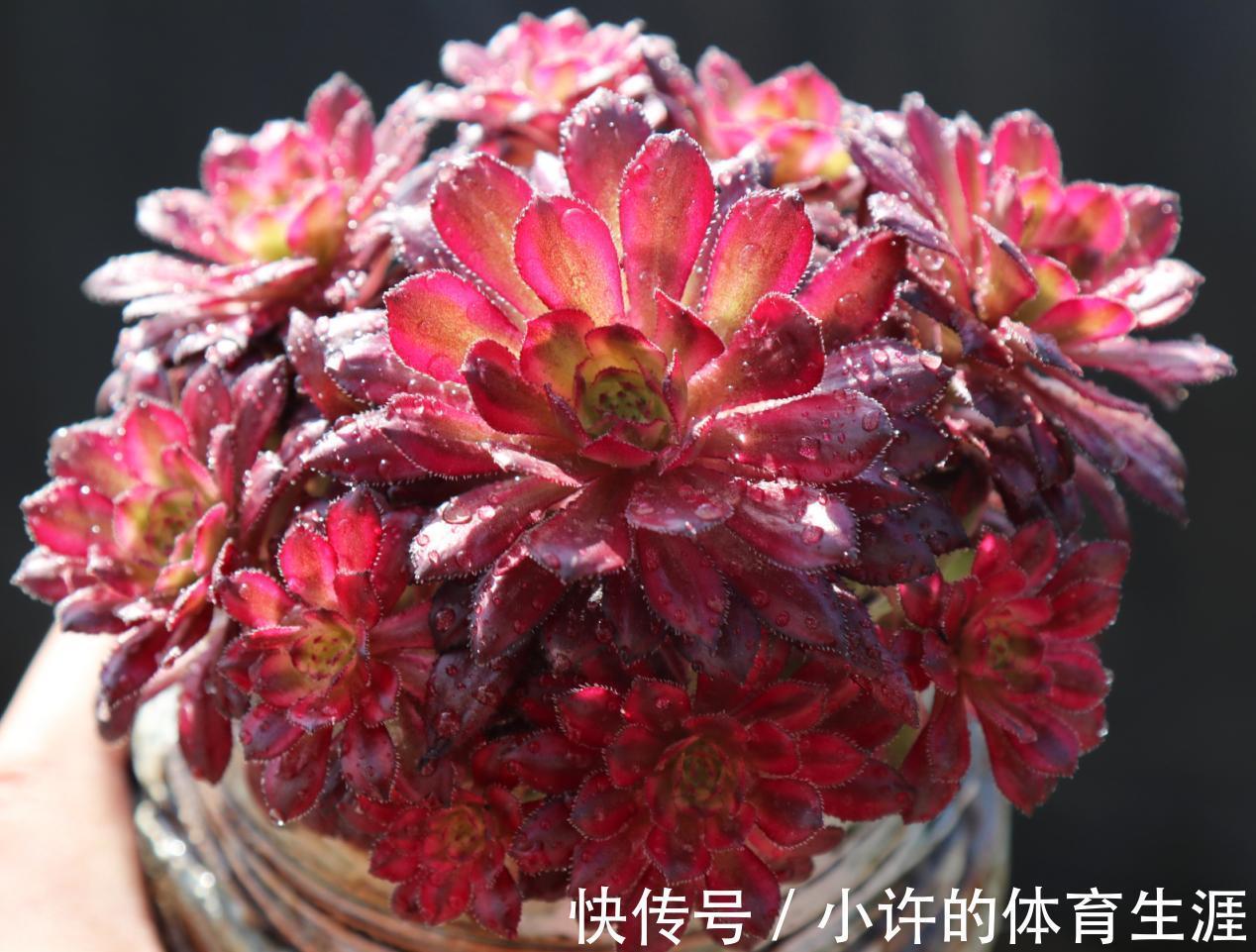 不受冬季低温干扰的多肉法师,盆栽该怎么打理?