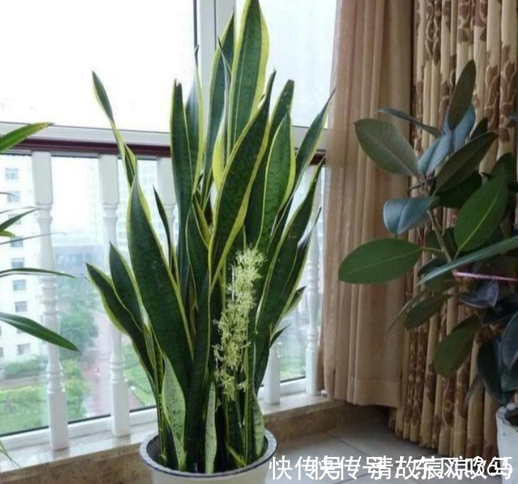 养虎皮兰，往盆埋“1块它”，不施肥，小芽直接撑破盆，疯长不停