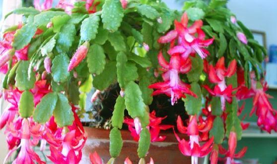 秋后养蟹爪兰,抓住3个关键点,枝叶生长快,开花量非常大