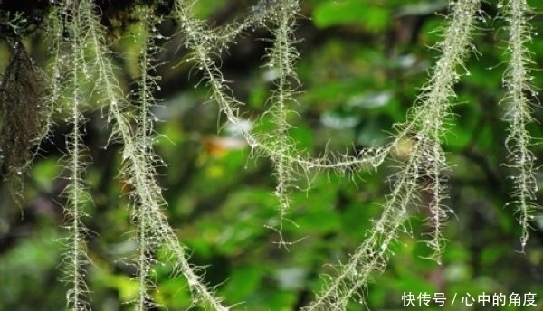 老爹害死岳飞，儿子却为《尔雅》添翼！