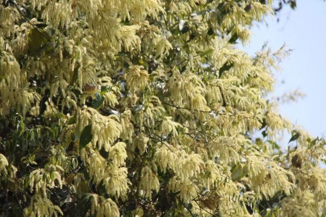 云南绿春：阳春三月 麻栎花开春意浓