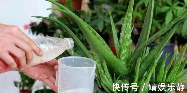 翠叶芦荟|养芦荟，盆里浇一种“肥水”，侧芽不停冒，一年长满盆，又开花