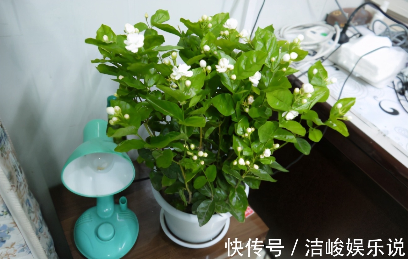 茉莉花|4款“勤花”植物，阳台盆栽几乎不用费心，开花就美极了