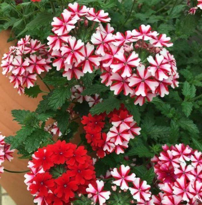 冬天养花可以试试此5款花，花大色艳真漂亮，越养越上瘾