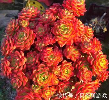 3种“颜值高”的多肉,却“让人欢喜让人优”,别把它们当宝