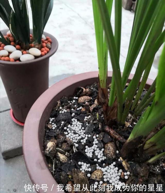 兰花的四个“大误区”,看似有道理,实则很陷阱,别被人忽悠了