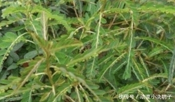 人称“阴阳草”,如今不多见,看到是福气,别拔,拔1棵少1棵