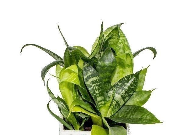 甲醛|甲醛挥发期不止10年,医生提示不想孩子患白血病,入住前这么做!