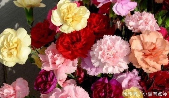 4种花高贵优雅,看了就让人沉醉,一年四季开花不断,阳台变花园